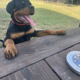 Rottweiler Puppies from Muletown Rotties