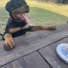 Rottweiler Puppies from Muletown Rotties