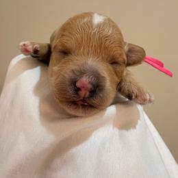 Pink collar - female - Apricot female Goldendoodle puppy in Cape Coral, Florida from Nay Nays Mini Doodles