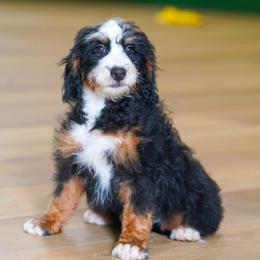 Speedy (socialization program grad) - Tri-color female Bernedoodle puppy in Dundee, Ohio from Down Home Doodle