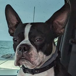 JR - Boston Terrier