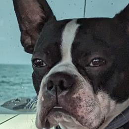 JR - Boston Terrier