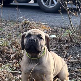 Boerboel Puppies from Relentless Boerboels