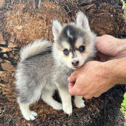 Cuddles - Gray and white female Pomsky puppy in La Verne, California from Red Cedar Pomskies