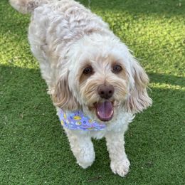 Rosie - Cockapoo