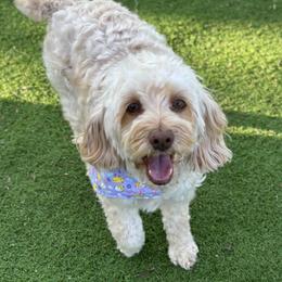 Rosie - Cockapoo