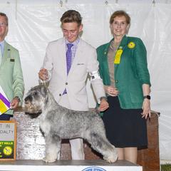 Standard Schnauzers from Kinobi Standard Schnauzers