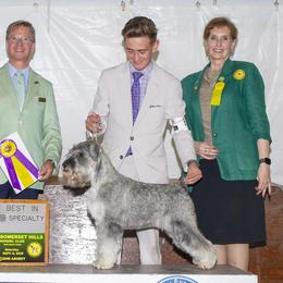 Standard Schnauzers from Kinobi Standard Schnauzers