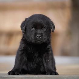 Nutmeg - Black male Labrador Retriever puppy in Ridgecrest, California from Black Mountain Service Dogs