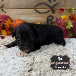 Gingerbread - Black tri-color female Australian Shepherd puppy in El Dorado Springs, Missouri from OR Aussies