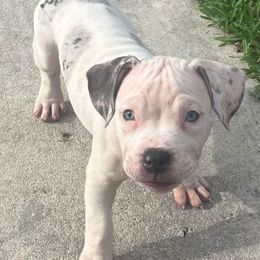 American Bully Puppies from King Bane's Bullies