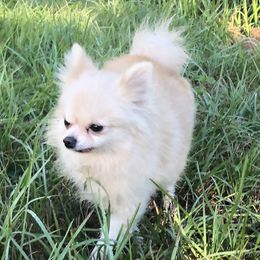 Shandita - Pomeranian