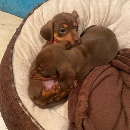 Dachshund Puppies from SouthernMama Doxies