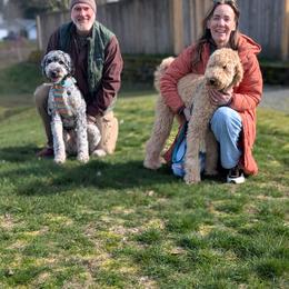 Goldendoodle All Grown Up from Sinclairdoodles