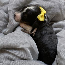 Jinkies - Tri-color female Bernedoodle puppy in Camden, North Carolina from Oopsie Doodles of NC