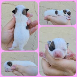 Spotted girl - Sable spotted white female Chihuahua puppy in Vineland, New Jersey from Royal Companion's