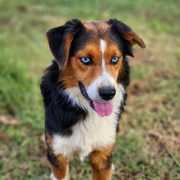 Leonardo - Black tri male Miniature Australian Shepherd puppy in Mc Alester, Oklahoma from Angel's Aussies