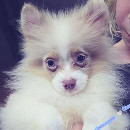 Lavender Merle Parti - double blue eyes - Lavender male Pomeranian puppy in Albany, Oregon from Purrs N Poms