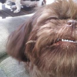 Shih Tzus from Goodson Puppies