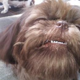 Shih Tzus from Goodson Puppies