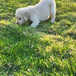Golden Retriever and Labrador Retriever Puppies from Abels Envy Retrievers