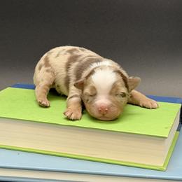 Malibu - Red merle female Miniature Australian Shepherd puppy in Covington, Pennsylvania from Rigas Mini Aussies LLC