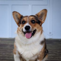 Odin - American Corgi