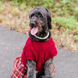 Rae - Goldendoodle