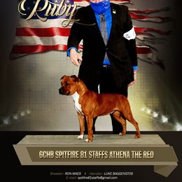 Staffordshire Bull Terrier All Grown Up from Spitfire 81 Staff's