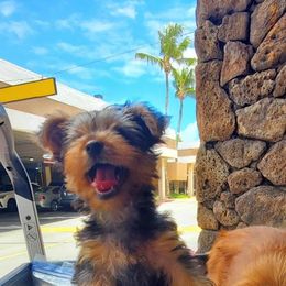"shopping with yorky" Yorkshire Terrier Puppies from Palolo Yorkies