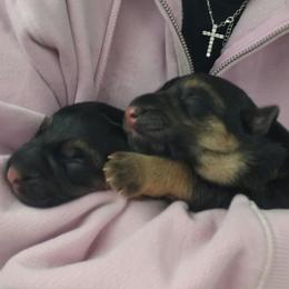 Tilly - Black and red female German Shepherd puppy in Big Rapids, Michigan from Misty Hills German Shepherds