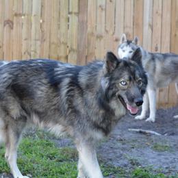 Roux - Siberian Husky