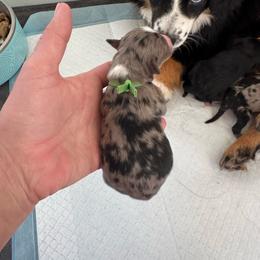 Magic - Blue merle male Toy Australian Shepherd puppy in Columbia Falls, Montana from Firefly Aussies & Aussiedoodles