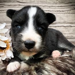 Ava - Black and white female Siberian Husky puppy in Union Grove, Alabama from Southern Siberian Life