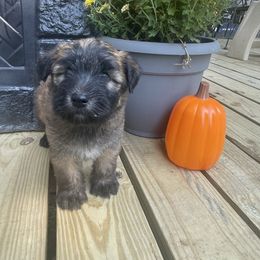 Warren - Wheaten male Soft Coated Wheaten Terrier puppy in Nokomis, Illinois from Windhill Wheatens
