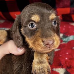 Dachshunds from Watercolor Doxies