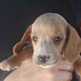 Tequila - Red female Dachshund puppy in Bigfork, Minnesota from Long Ears and Long Dogs Ranch