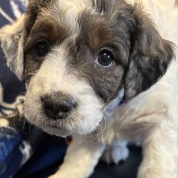 Purple Collar Girl - Tri-color female Bernedoodle puppy in Colorado Springs, Colorado from Pikes Peak Doodles