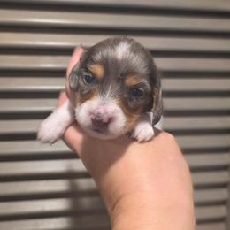 Blue and Tan Dapple Pied - Piebald female Dachshund puppy in Austin, Colorado from Colorado Mini Dachshunds & Mini Pomskies