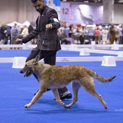 IVY - Belgian Laekenois