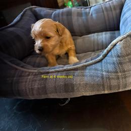 Fern - Fawn female Havanese puppy in Hudson, New York from Havanese of Claverack and Hudson Valley Labradors