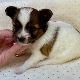 Mickey (Blue) - White and sable male Papillon puppy in Chattanooga, Oklahoma from Lottie Dottie Scottie’s and Papillons