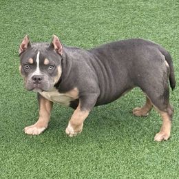 McFlurry - American Bully puppy from Gamer Bullyz