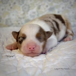 Mars - Red merle male Miniature Australian Shepherd puppy in Evant, Texas from Lazy VT Bar Ranch