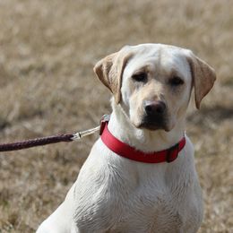 Lacey - Labrador Retriever