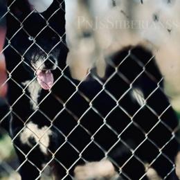 Onyx - Black female Siberian Husky puppy in Houston, Texas from LnVs Amstaff/Bullys