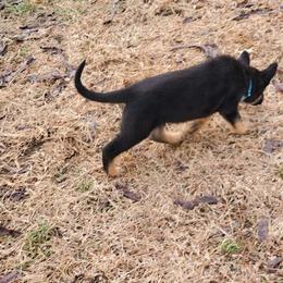 German Shepherd and Goldendoodle Puppies from The Greyline Dogs