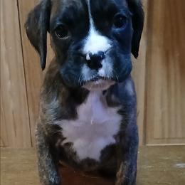Roxi - Brindle female Boxer puppy in Cannon Falls, Minnesota from Pattys Boxers and Bulldogs