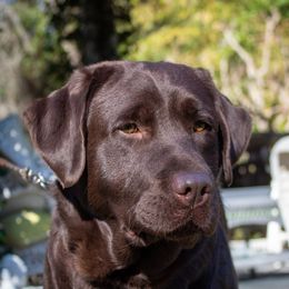 Skittles - Labrador Retriever