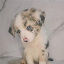 Everest - Blue merle female Toy Australian Shepherd puppy in Bethany, Oklahoma from Donna's Toy & Mini Aussies